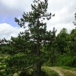 Pinus nigra Συνήθη χαρακτηριστικά