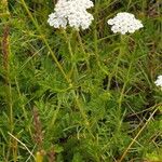 Achillea virescens Kvet