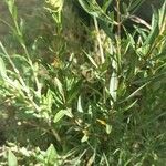 Heimia salicifolia Hoja