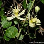 Clematis pauciflora Квітка