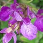 Anacamptis palustris Flor