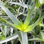 Aloe ciliaris Folha