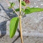 Origanum vulgareBlad