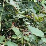 Rubus grabowskii