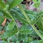 Veronica austriaca Leaf