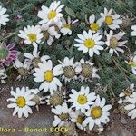 Anacyclus pyrethrum Hábito