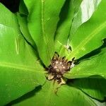 Asplenium nidus Plante entière