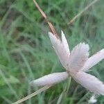 Cyperus niveus Лист