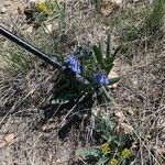 Mertensia oblongifolia Flower