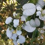 Paederia foetida Egyéb