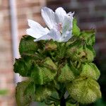 Malva moschata Other