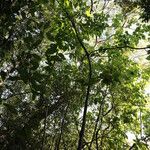 Mallotus oppositifolius Habit