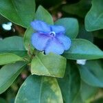 Brunfelsia unifloraKvět