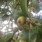 Pyrus bourgaeana Fruit