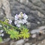 Linaria repensFlower