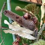 Banksia serrataFruit