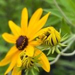 Rudbeckia subtomentosa Floare