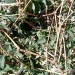 Tridax procumbens Folio