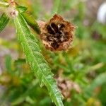 Hibiscus trionum Лист