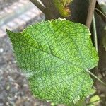 Dombeya wallichii Leaf