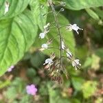 Circaea lutetiana Blomma