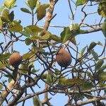 Macoubea guianensis Плод