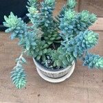 Sedum burrito Feuille