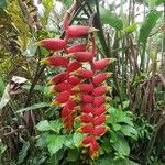 Heliconia rostrata Çiçek