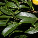 Elaeodendron xylocarpum Leht