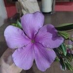 Tibouchina granulosa Flower