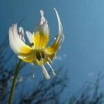 Erythronium klamathense Fleur