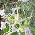 Nigella arvensis Flor