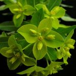 Euphorbia sikkimensis Buveinė