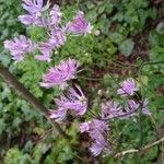 Thalictrum aquilegiifolium花