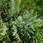 Artemisia pontica Hábito