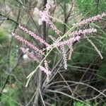 Tamarix chinensis Flower