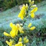 Genista scorpius फूल