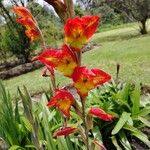 Gladiolus dalenii Floare