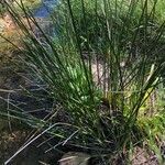 Scirpoides holoschoenus Hábitos