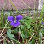 Viola sororia Flor