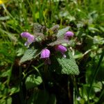 Lamium purpureum Folha