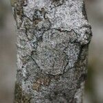 Vepris lanceolata Ŝelo