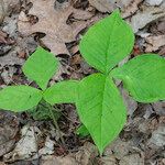 Arisaema triphyllumLeaf