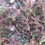 Chamaesyce serpens Лист