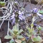 Plectranthus amboinicus Habitus