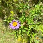 Symphyotrichum novae-angliaeFleur