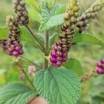 Lantana trifolia Fruit