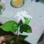 Jasminum grandiflorum Λουλούδι