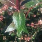 Abelia x grandiflora Leaf