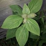 Acalypha aristata Hoja